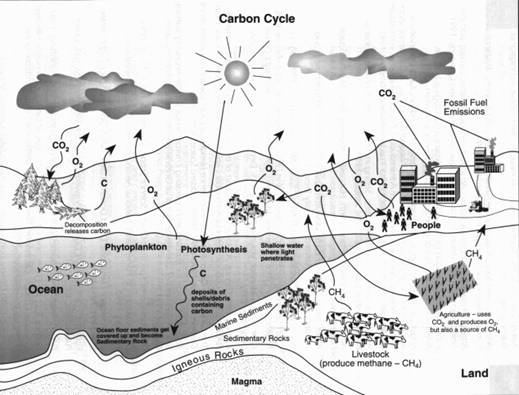 Diagram explaining carbon cycle