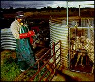 Farmer Using Chemicals